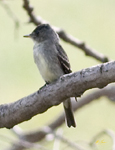 Eastern Wood Pewee